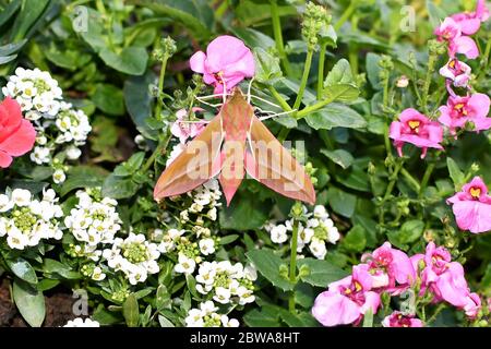 Elephant Hawk Moth è appena emerso da Chrysalis. Foto Stock