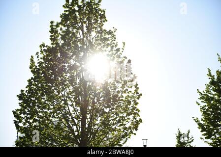 Albero silhouette contro un cielo blu brillante. Foglie verdi fresche e luminose sono appena fiorite al sole primaverile. Foto Stock