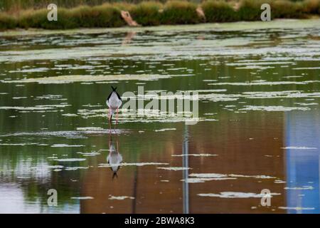 Un uccello di palafitte alato nero in lagune di saline ad Aveiro, Portogallo Foto Stock