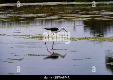 Un uccello di palafitte alato nero in lagune di saline ad Aveiro, Portogallo Foto Stock