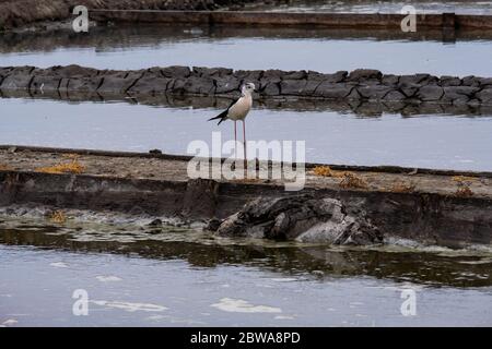 Un uccello di palafitte alato nero in lagune di saline ad Aveiro, Portogallo Foto Stock