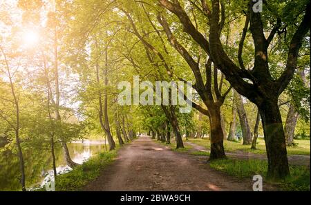 Parco con un sentiero e file di alberi antichi. Park Alley al tramonto Foto Stock