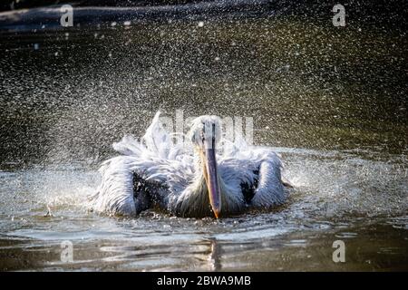 Il pellicano scuotendo l'acqua dalle piume mentre nuota Foto Stock