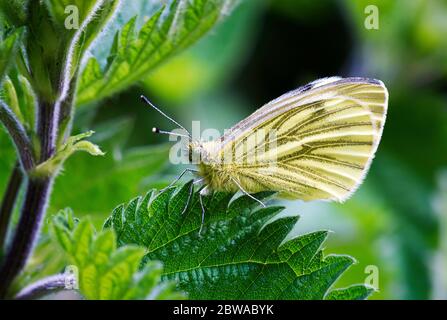 Farfalla bianca dalle venature verdi che riposa su una foglia di ortica in un giardino di Norfolk UK. Foto Stock