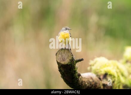 Male Gray Wagtail (Motacilla cinerea) arroccato su albero in decadimento, Shropshire UK. Marzo 2020. Foto Stock