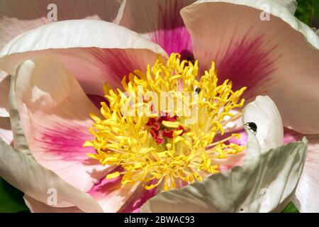 Salmone colore Peony Paeonia lactiflora 'Soft albicot Kisses' peonie fiorire da vicino bella ciotola di apertura Foto Stock