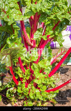 Attraenti steli rossi commestibili di Ruby Chard Variety Galaxy F1 a metà primavera che mostrano una continua crescita di foglie commestibili in una piantatrice rialzata UK Foto Stock