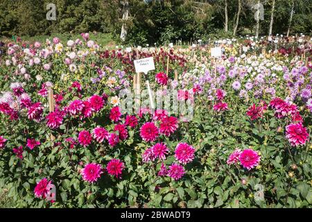 Un campo pieno di dahlias fioriti al vivaio Gilberts; aperto al pubblico per la visualizzazione e l'ordinazione di piante per il prossimo anno in Regno Unito Foto Stock