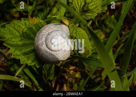 vecchia conchiglia di lumaca su una pianta, conchiglia di lumaca abbandonata Foto Stock