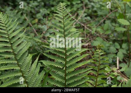 Sfondo o struttura dei fronti o foglie di una pianta di Malga Selvatica (Dryopteris filix-mas) che cresce in una foresta nel Devon Rurale, Inghilterra, Regno Unito Foto Stock