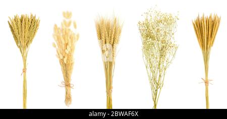 Set di bouquet di fiori secchi isolato su sfondo bianco. graminae erba, coda di erba conigliata, grano, gipsofila, può essere utilizzato per decorare il tuo progetto. Foto Stock