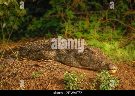 Coccodrillo del Nilo (Crocodylus niloticus) su una riva del fiume, Murchison Falls National Park, Uganda. Foto Stock