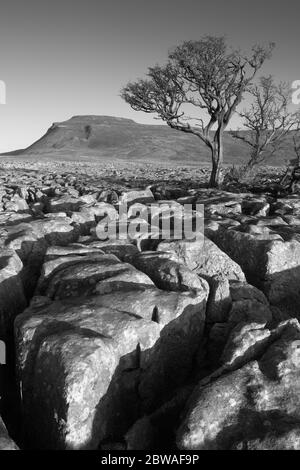 Albero che cresce da White Scar pietra calcarea marciapiede con Ingleborough sullo sfondo, Yorkshire Dales National Park, North Yorkshire, Inghilterra Foto Stock