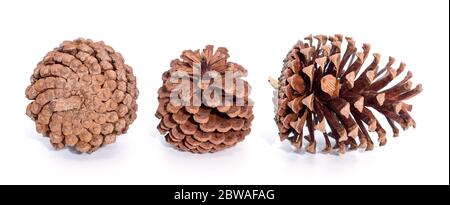 Set di coni di pino tre viste diverse isolate su sfondo bianco. Foto Stock
