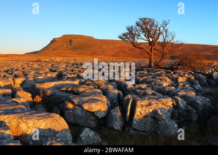 Hawthorn Tree che cresce da White Scar pietra calcarea marciapiede con Ingleborough sullo sfondo, Yorkshire Dales National Park, Yorkshire, Inghilterra Foto Stock