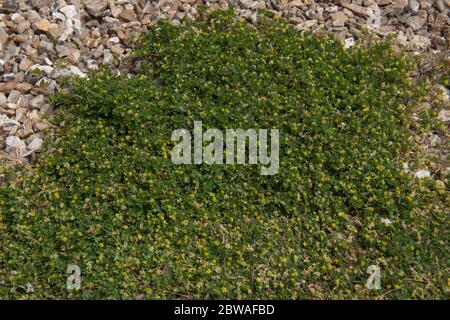 Fioritura di primavera Invasive Lesser Yellow Trefoil Weed (Trifolium dubium) che cresce su un percorso di ghiaia in un giardino rurale nel Devon Rurale, Inghilterra, Foto Stock