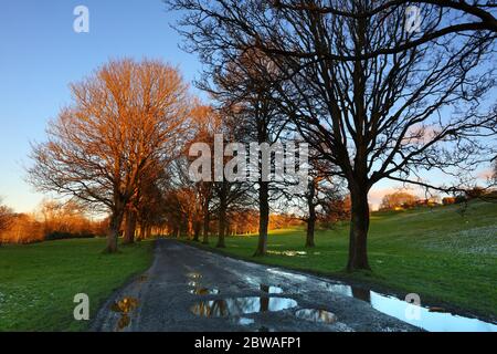 File di alberi e una strada bagnata attraverso un campo in una serata invernale nella contea di Durham, Inghilterra, Regno Unito. Foto Stock