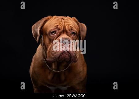 Francese Mastiff anche conosciuto come Bordeauxdog Foto Stock