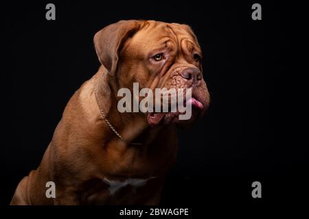 Francese Mastiff anche conosciuto come Bordeauxdog Foto Stock