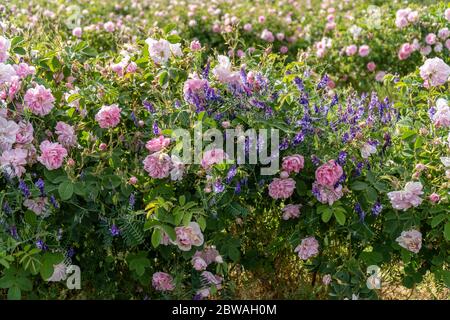 Rosa e lavanda - due simboli dell'agricoltura bulgara che cresce l'uno accanto all'altro in un giardino Foto Stock