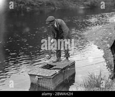 Pesca al salmone presso Symonds Yat Marking Smolts Foto Stock