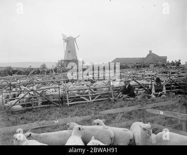 Abbondanza di Mutton . 10 pecore sono state messe in vendita a Lewes , Sussex , quando la Southdown Sheep Society ha tenuto la sua mostra annuale e la vendita a Lewes. 4 settembre 1919 Foto Stock