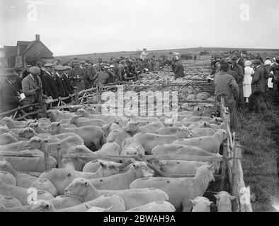 Abbondanza di Mutton . 10 pecore venivano messe in vendita a Lewes, Sussex, quando la Southdown Sheep Society ne tenne la mostra e la vendita annuale. 4 settembre 1919 Foto Stock