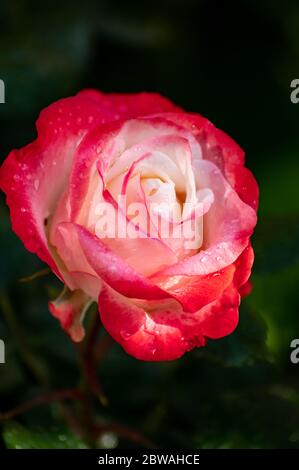 Rosa e bianco grande giardino ibrido tè rosa primo piano, sfondo romanico Foto Stock