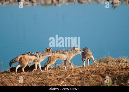 Tre jackals con dorso nero (Canis mesomelas) combattono contro un buco nell'Etosha National Park, Namibia. Foto Stock