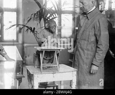 John Willie , il meraviglioso scimpanzé allo zoo di Derry and Toms 18 giugno 1921 Foto Stock