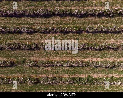 Vista aerea delle file di cespugli di rosa bulgari Foto Stock