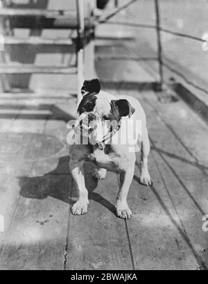 Jumbo . La mascotte della nave bandiera della flotta, la corazzata HMS Iron Duke il cane è stata presentata dalla signora Pearson Foto Stock