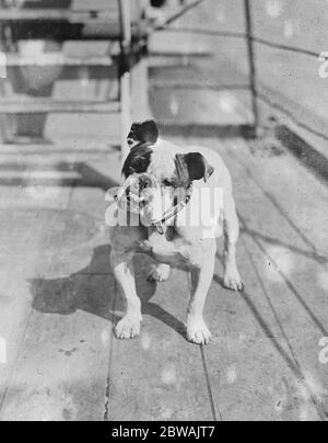 Jumbo . La mascotte della nave bandiera della flotta, la corazzata HMS Iron Duke il cane è stata presentata dalla signora Pearson Foto Stock