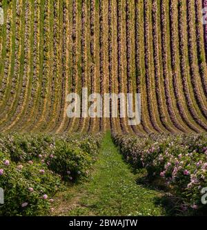 Droneception in stile shot delle file di cespuglio in un giardino di rose rosa bulgaro Foto Stock