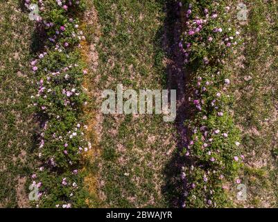 Vista aerea delle file di cespugli di rosa bulgari Foto Stock