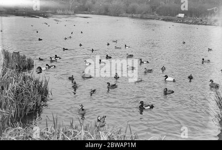 La colonia di uccelli di Lord Grey a Fallodon . Foto Stock