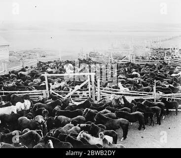 Gli Stoney Red Indians a Banff , Alberta scena di un cantiere 20 settembre 1919 i Nakoda (anche noti come Stoney o Îyârhe Nakoda) sono un gruppo di prima nazione indigeno sia del Canada che, in origine, degli Stati Uniti. Foto Stock