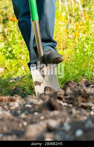 Uomo che prepara un letto di fiori scavando attraverso il terreno roccioso con una pala. Girato a Wiltshiee, Regno Unito. Formato verticale. Ritagliato, senza faccia. Foto Stock