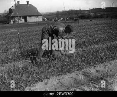 Il signor Lummis , ex ufficiale del RASC , gestisce una fattoria di daffodil a Godstone , Isola di Wight . 31 marzo 1920 Foto Stock