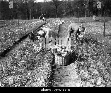 Il signor Lummis , ex ufficiale del RASC , gestisce una fattoria di daffodil a Godstone , Isola di Wight . Maestro Claude e Miss gioia Lummis raccolta fiori . 31 marzo 1920 Foto Stock