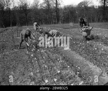 Il signor Lummis , ex ufficiale del RASC , gestisce una fattoria di daffodil a Godstone , Isola di Wight . La famiglia al lavoro raccogliendo narcisi . 31 marzo 1920 Foto Stock