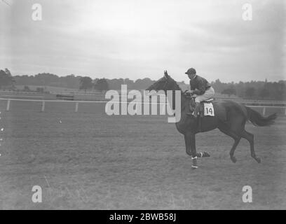 Alle corse di Newmarket - Saaf, il cavallo di Aga Khans, si inzella lungo il corso. 30 settembre 1937 Foto Stock