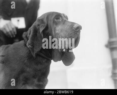 Championship Dog Show della Kensington Canine Society all'Holland Park Rink di Londra . Il buio di Brighton di Hyldon un campione di sangue . 27 aprile 1922 Foto Stock