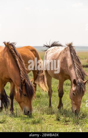 Cavalli che pascolano nelle steppe della Mongolia interna in Cina Foto Stock