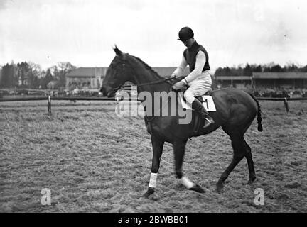 Al Lingfield Park racecourse , Surrey ,' Drintyre' guidato dal Capitano Brownhill . 16 gennaio 1932 Foto Stock