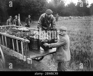 La raccolta dei fiori nelle Scillie . A Tresco si caricano sul carro fiorito cesti di' princeps' e di' sperone d' oro' (narcisi). 1923 Foto Stock