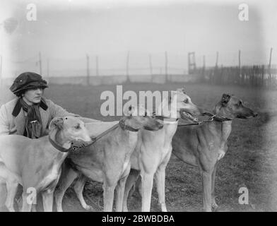 Aspiranti della tazza di Waterloo posseduti e addestrati da una signora. Sig.na Ruth Fawcett proprietario e addestratore dei levrieri che preparano alcuni per la tazza di Waterloo. 10 febbraio 1923 Foto Stock