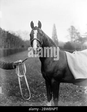 Il 12 marzo 1923, il Parco Stud del Crabet di Lady Wentworth, un allevamento di cavalli arabi portato nella tenuta di Englands Crabet in Sussex Foto Stock