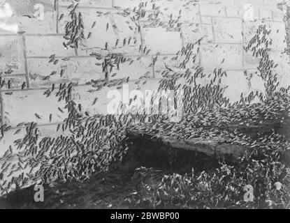 Gli agricoltori si scontrano con enormi nubi di locuste . Fiorenti colture distrutte nelle locuste del Transvaal occidentale aggrappate alle pareti di una casa a Johannesburg 22 maggio 1923 Foto Stock