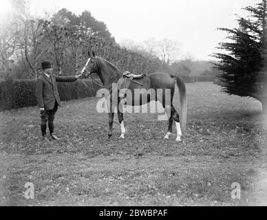 Lady Wentworth , famosa come allevatrice di cavalli arabi , ha la sua fattoria di cavalli al Crabbet Park , Sussex , e si interessa molto alla allevamento , alla rottura e alla scolarizzazione di questi bei animali . Qui si trova con il ' Rasins ', un campione notevole 17 marzo 1923 Foto Stock